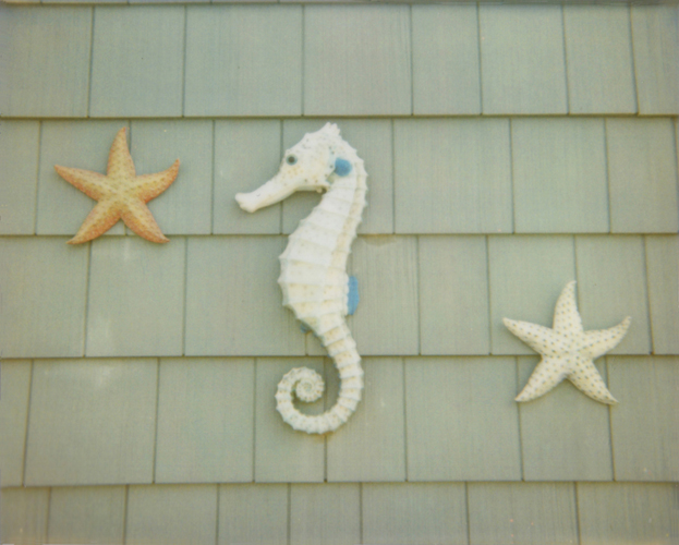 Seahorse - Jena Ardell