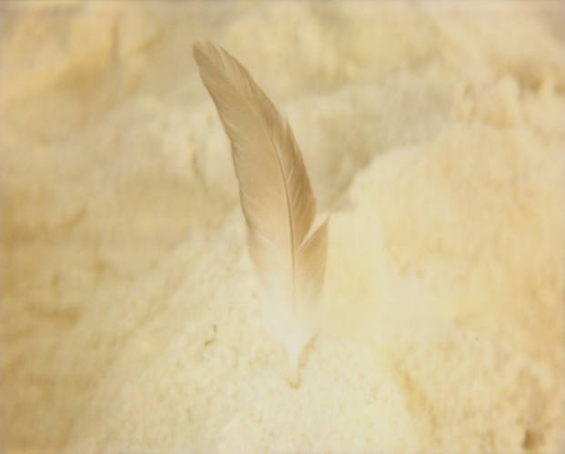 Feather - Jena Ardell