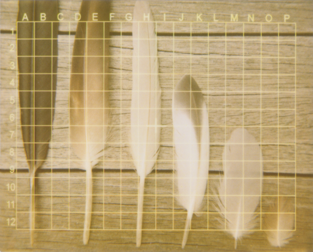 Feathers - Jena Ardell